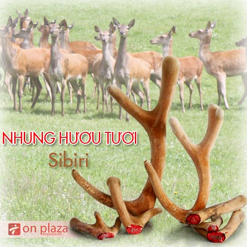 Lộc nhung hươu tươi Altai Liên Bang Nga
