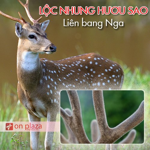 Lộc nhung hươu sao Liên Bang Nga