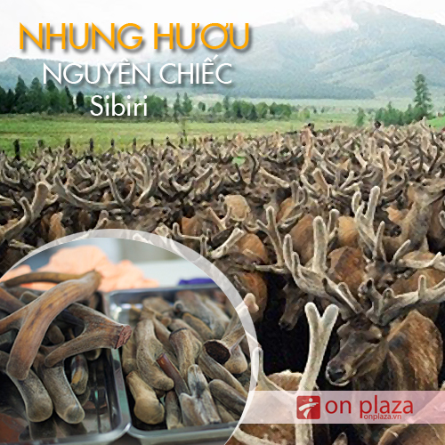 Nhung hươu khô nguyên chiếc Altai