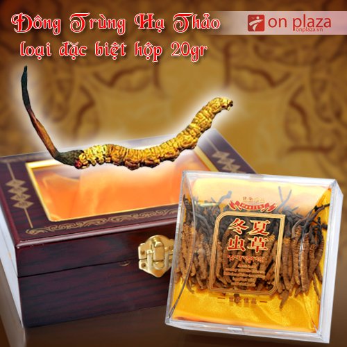 Đông trùng hạ thảo nguyên con loại đặc biệt 20g
