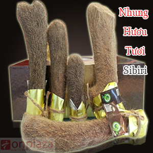 Lộc nhung hươu hoang dã ( săn bắn)
