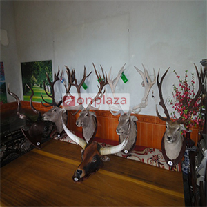 Đầu Hươu Trang Trí Nội Thất