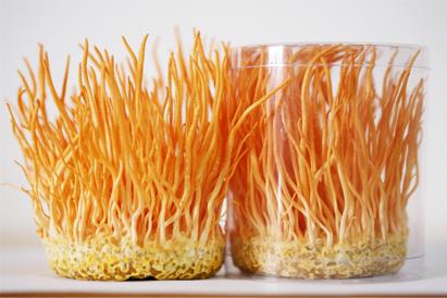 Đông trùng hạ thảo tươi Việt Nam