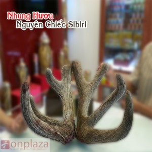Lộc nhung hươu tươi Altai non mềm chất lượng cao