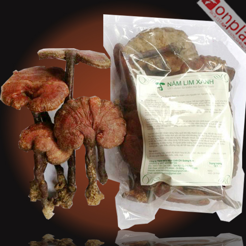 Nấm lim xanh thiên nhiên Quảng Nam