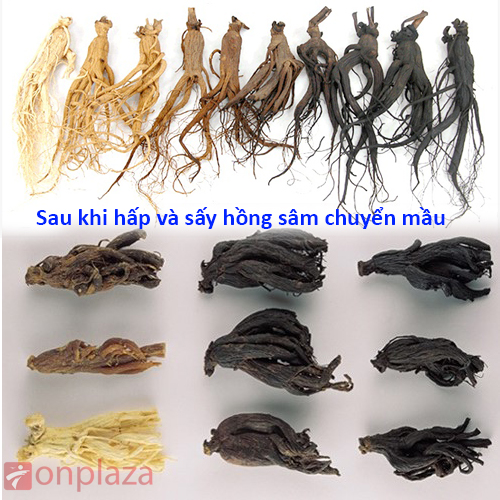 cao-hac-hong-sam-hop-xanh-08