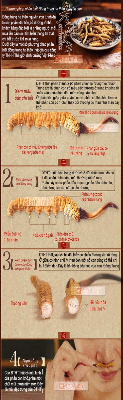 phan-biet-dong-trung-ha-thao-that-gia