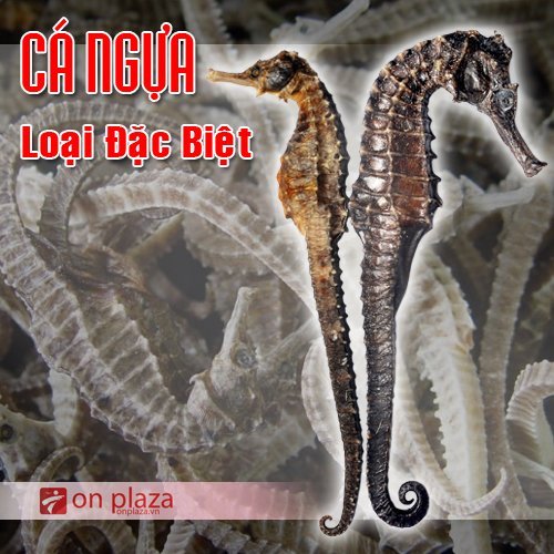 Cá ngựa khô loại đặc biệt - Thần dược hỗ trợ cho bệnh sinh lý